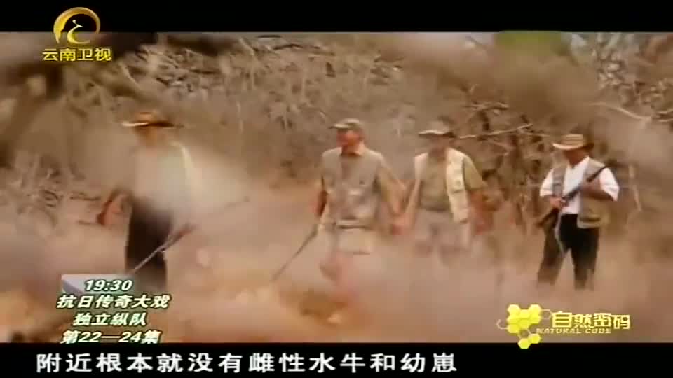 非洲水牛杀人事件，目击者证实，它是一头落单的公牛！