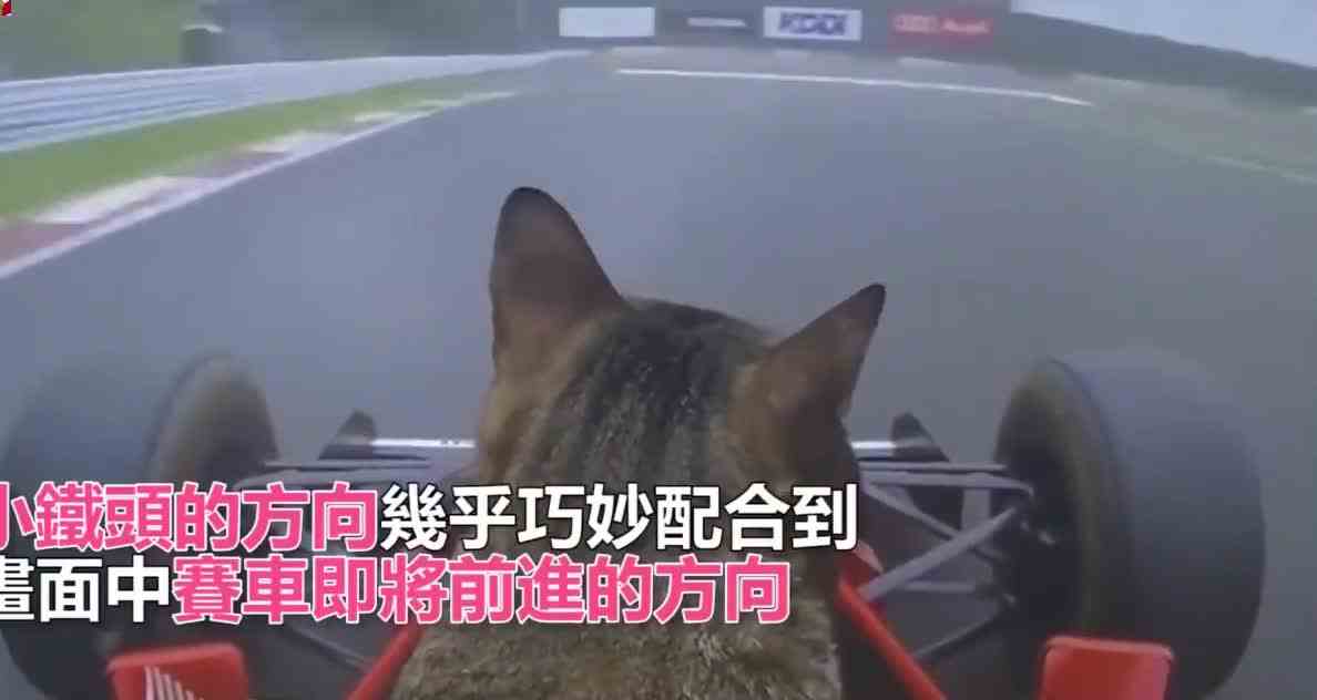 赛车猫F1初体验，全程淡定无比