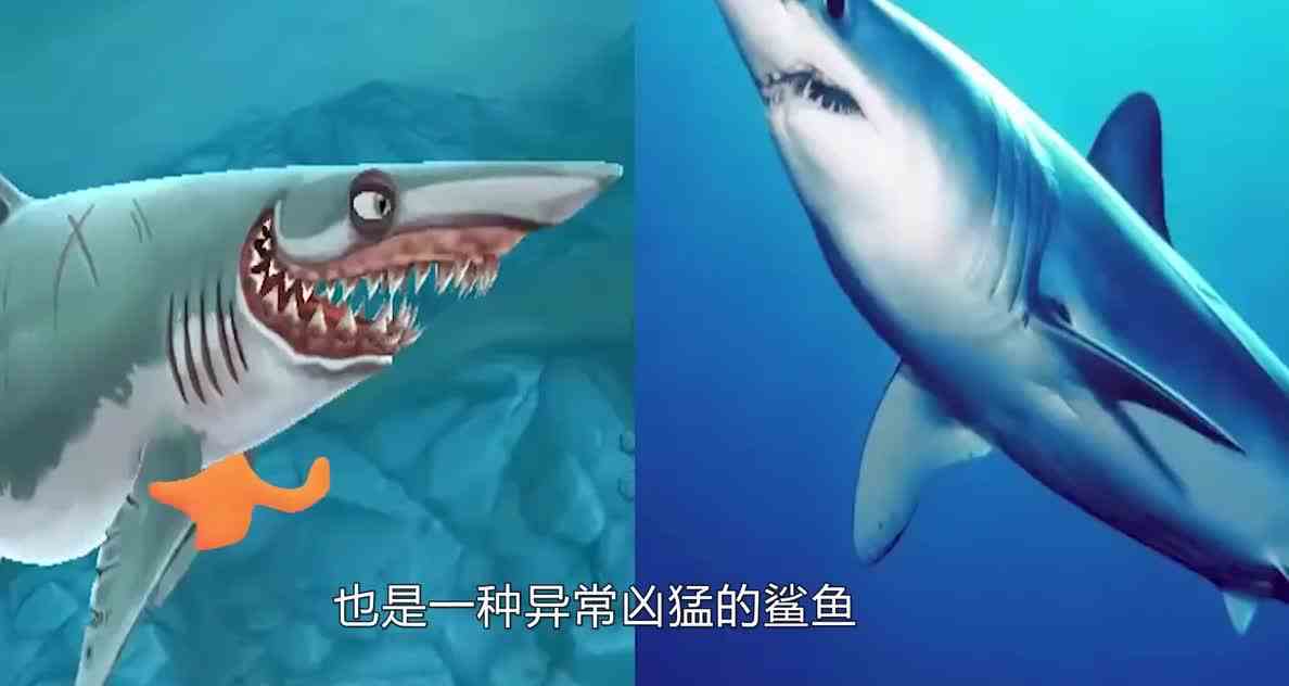 游戏里的鲨鱼原来真的存在！饥饿鲨世界鲨鱼图鉴！