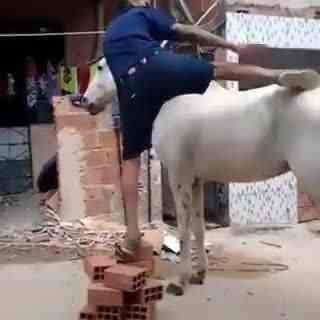 上马的确是技术活，大爷上马马不跑都自己倒