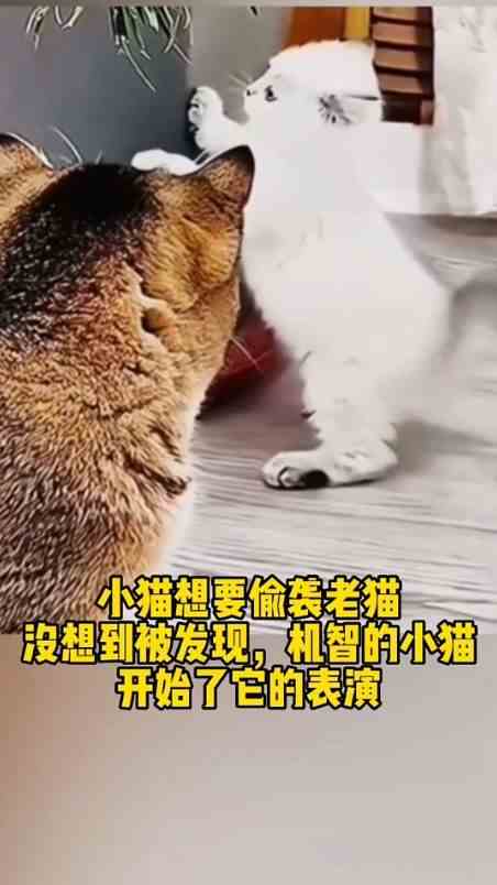 偷袭没成功这可咋整