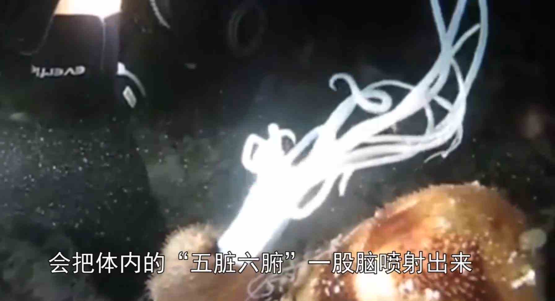 超极端的“求生手段”！为躲避敌人，会直接喷出“五脏六腑”！