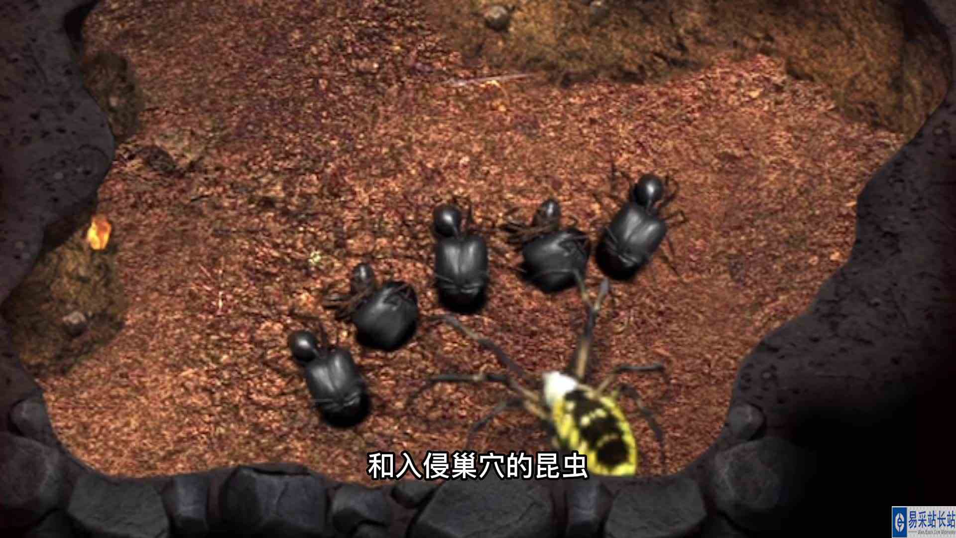 小小蚁国：玩了游戏，还涨了知识