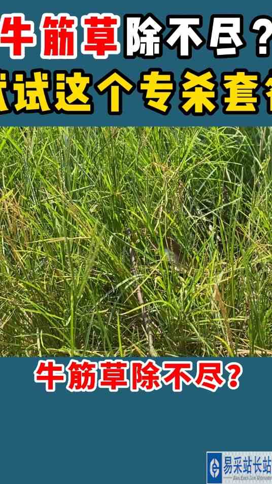 牛筋草除不尽？试试这个专杀套餐