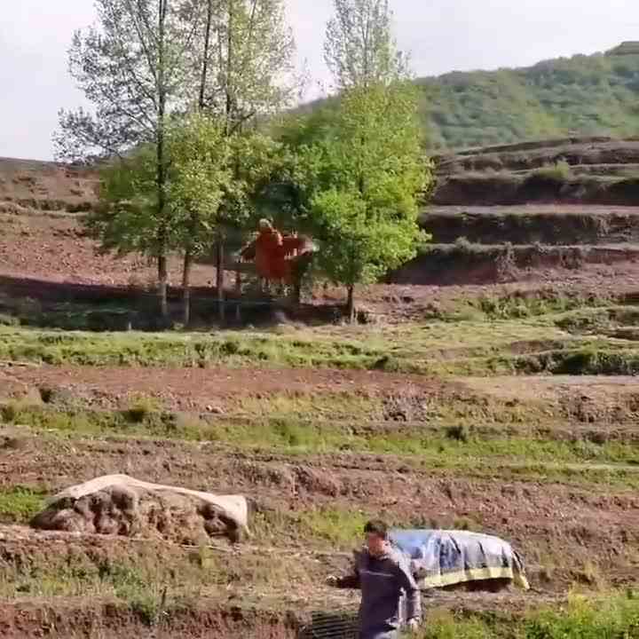 这鸡要逆天了，居然能和大鸟一样飞翔了