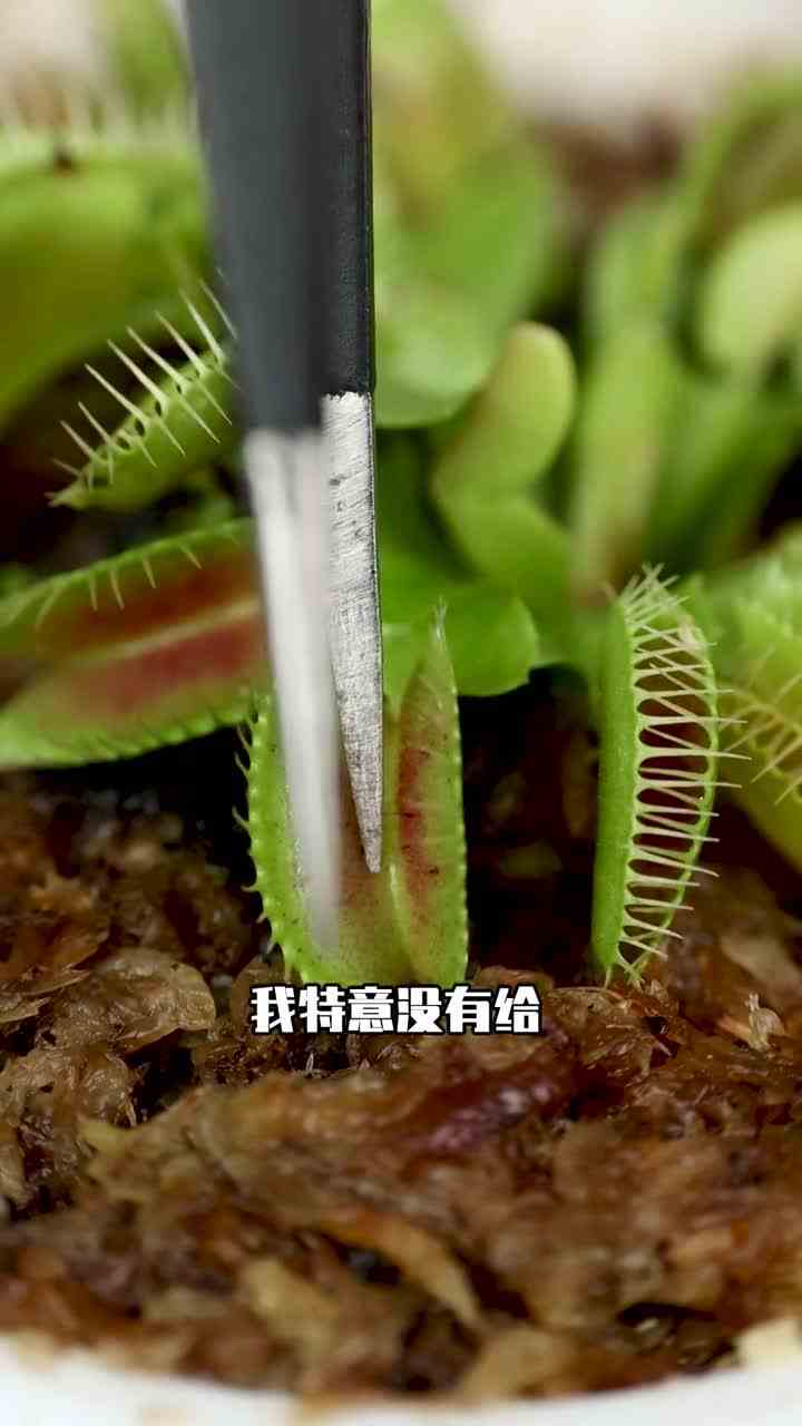 你们觉得谁会胜利呢！