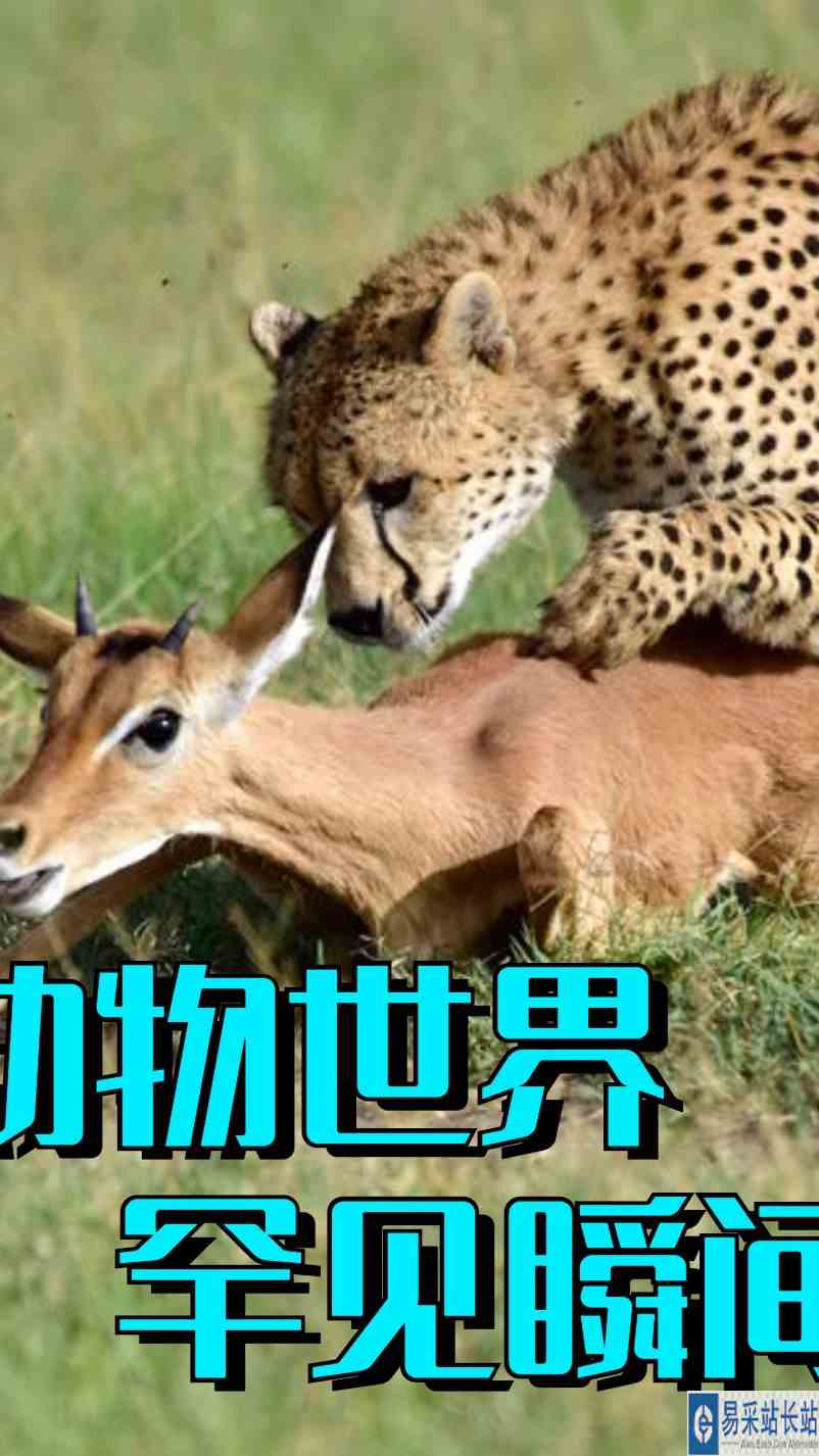 牛车受到惊吓在马路上狂奔，路上车辆来回穿梭，没有刹车太危险2