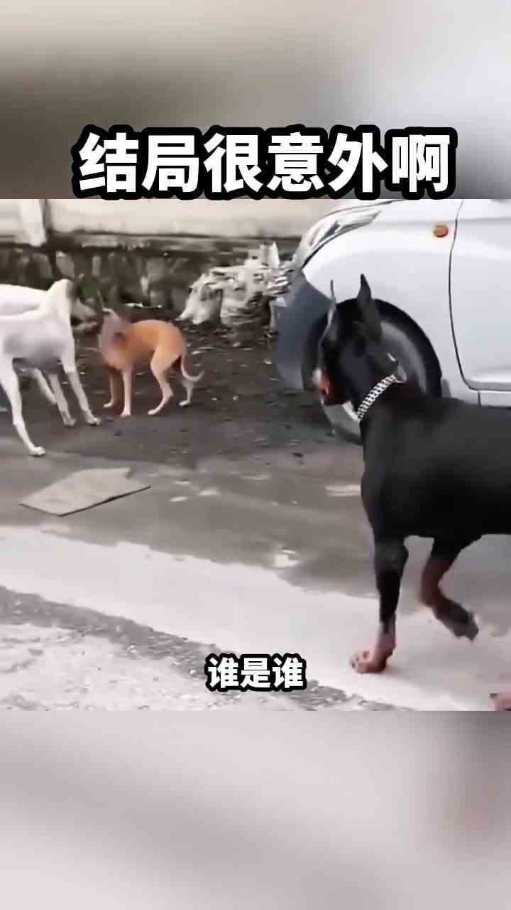 这次玩大了，就这结局你肯定猜不出来