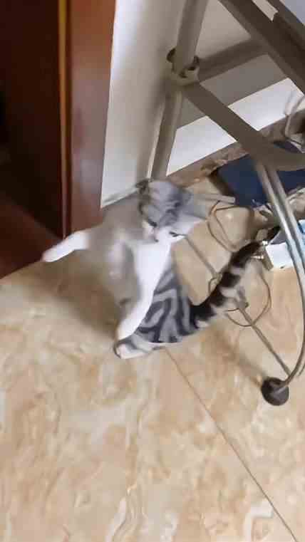 这是什么操作？成精了？