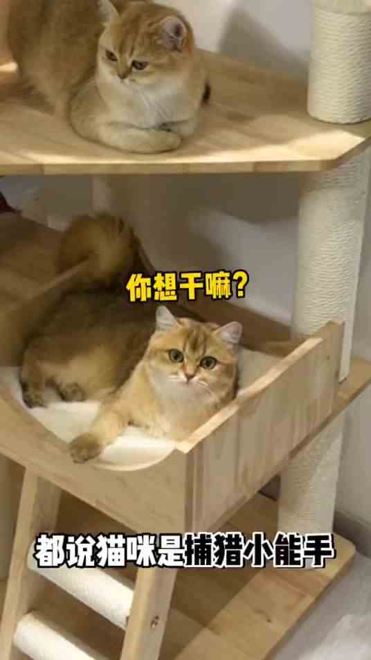 本来以为小老三可以抓到，结尾我当场去世