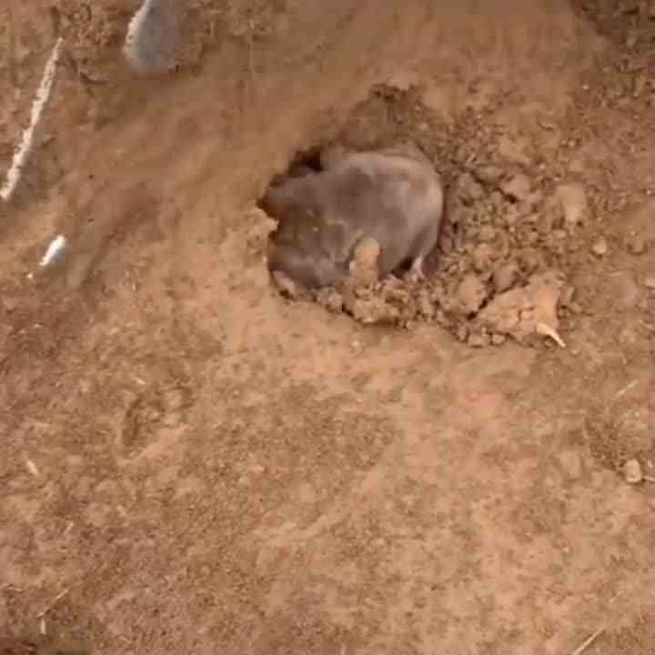 免费清土好帮手，网友：这回碰上硬钢了