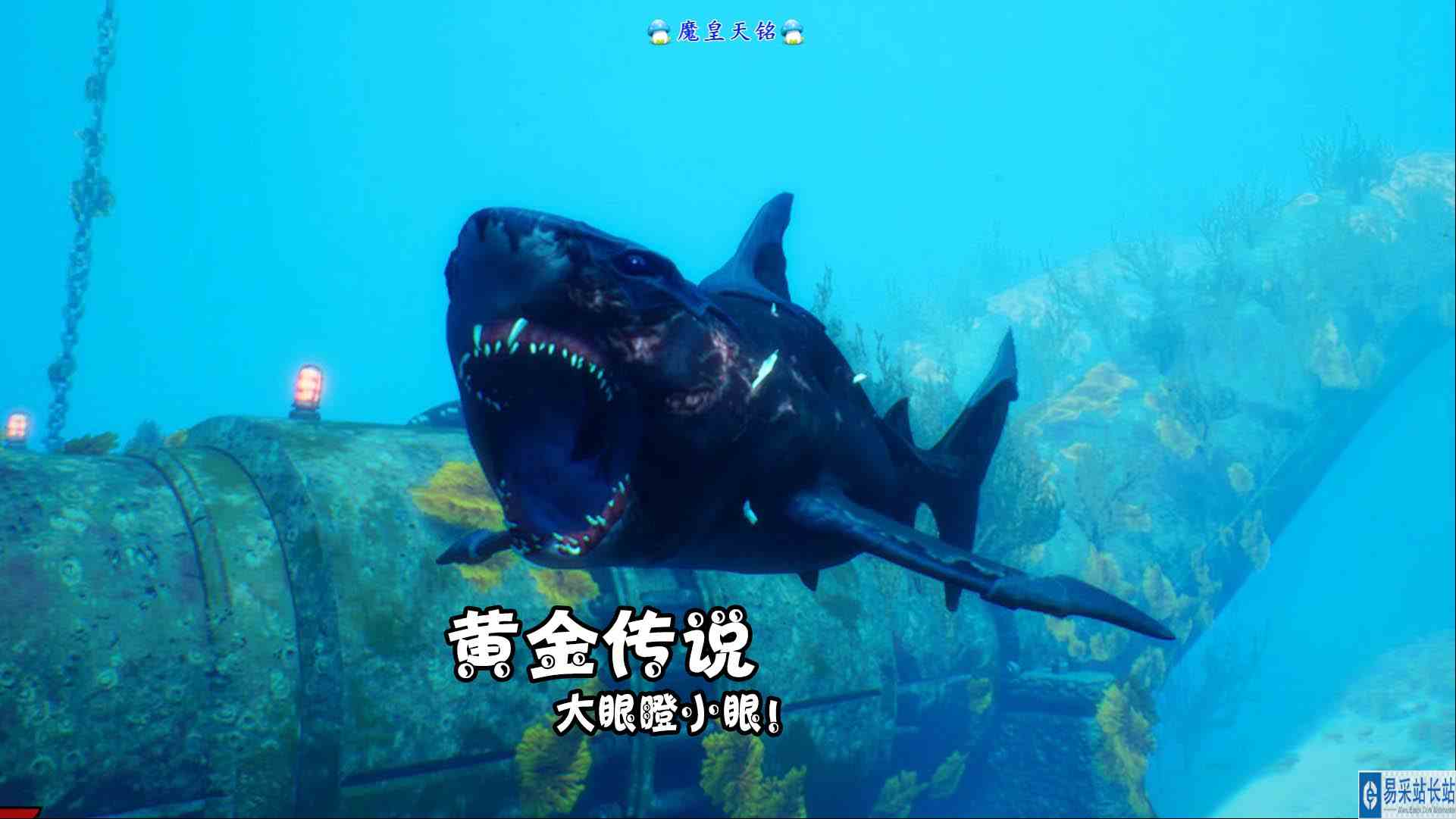 天铭 食人鲨 35 黄金传说，大眼瞪小眼！#食人鲨#海底大猎杀