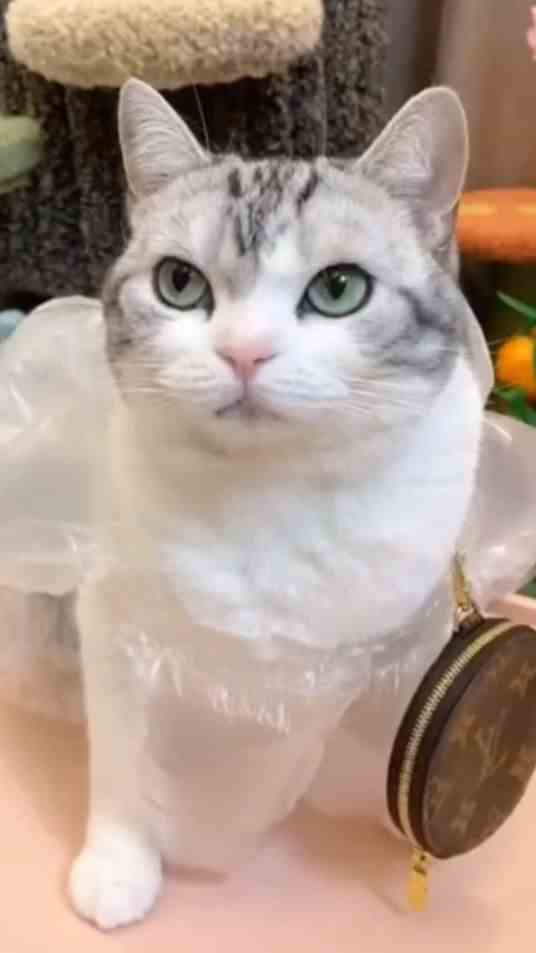 奇葩的游戏，这谁想出来的？