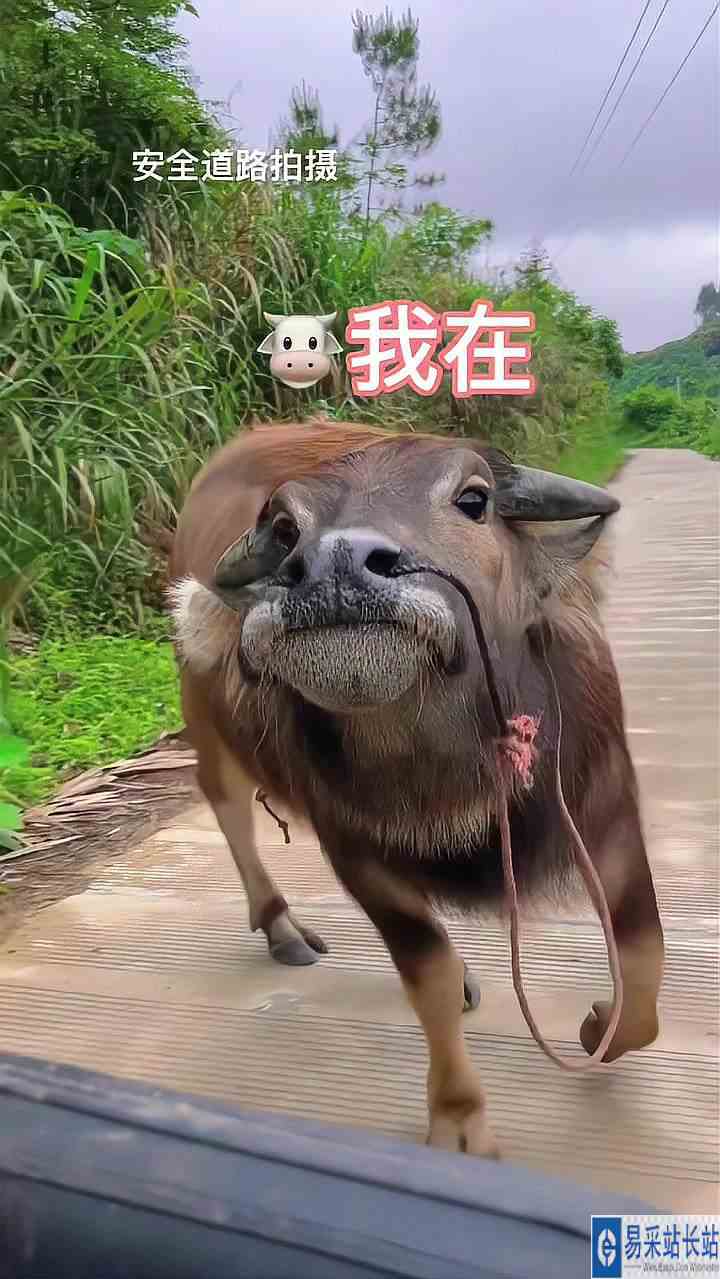 我一上车小牛就追着，生怕我丢了，你见过这么可爱的牛吗？