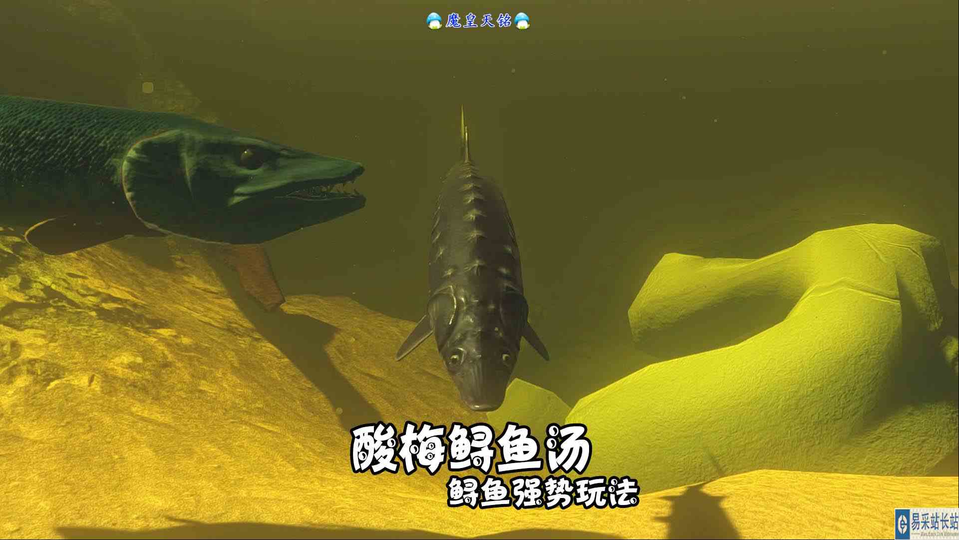 天铭 海底大猎杀 第三季 189 酸梅鲟鱼汤，鲟鱼强势玩法！#海底大猎杀