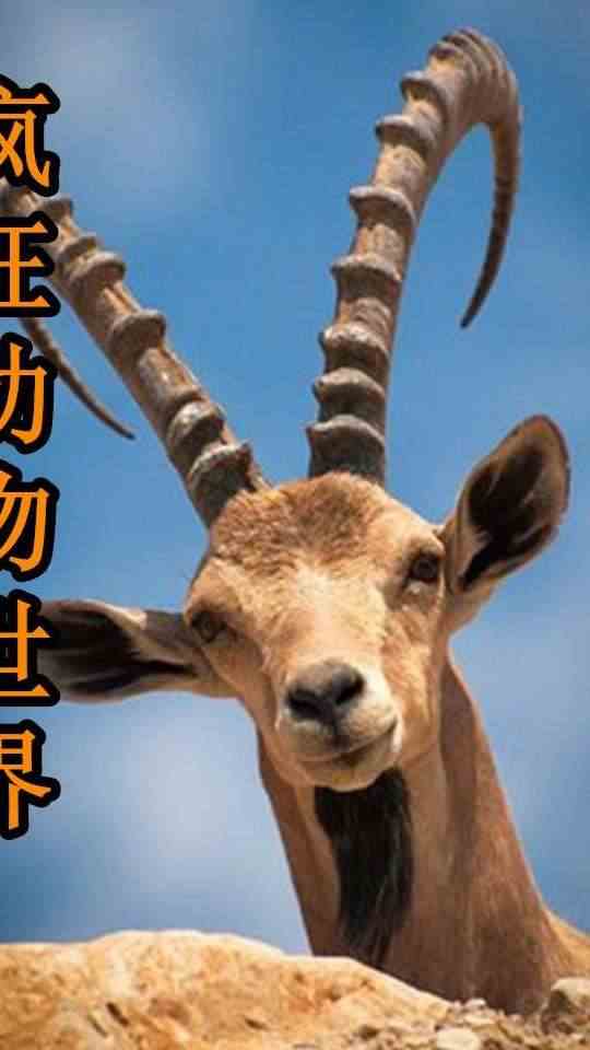 巨型蚂蟥钻进腿里，小猴怎么都扯不掉，急得上蹿下跳2