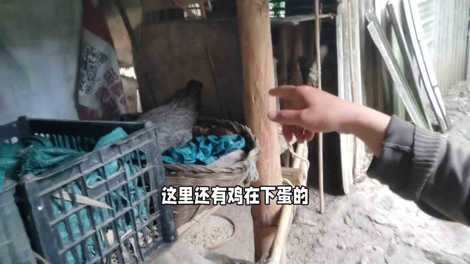 老铁们，跟着我捡蛋去#戏精的日常