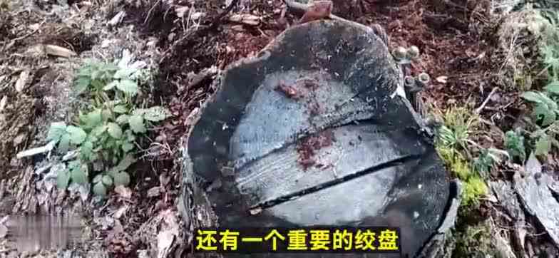 打败这辆卡车的恐怕只有它自己，没有道路能阻挡它行驶的脚步