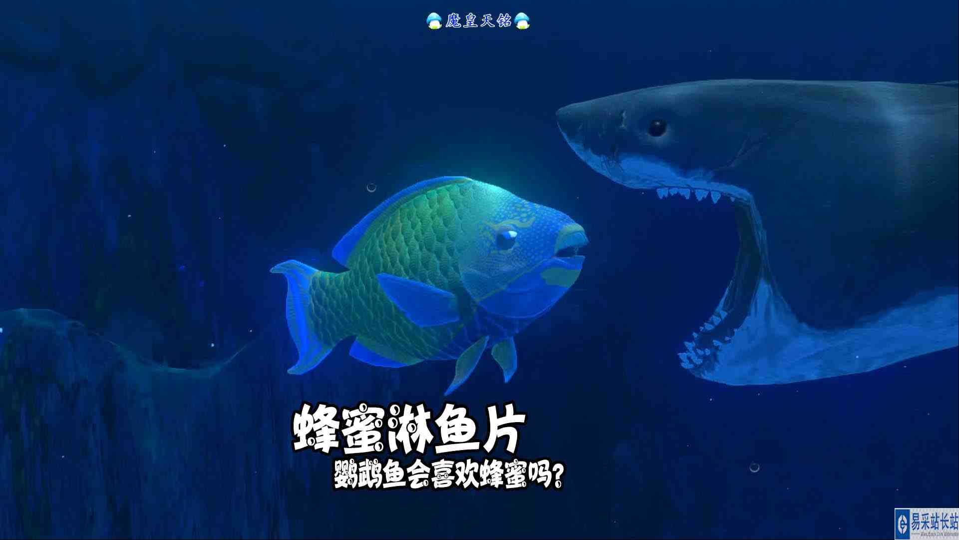 天铭 海底大猎杀 第三季 191 蜂蜜淋鱼片，鹦鹉鱼会喜欢蜂蜜吗？#海底大猎杀#鹦鹉鱼