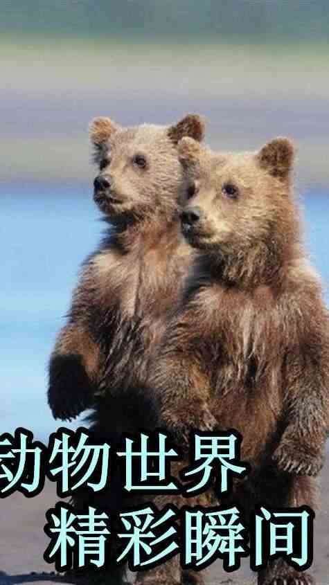 嚣张泼猴挑战高压线，结果可想而知，幸亏路过大叔出手相助3