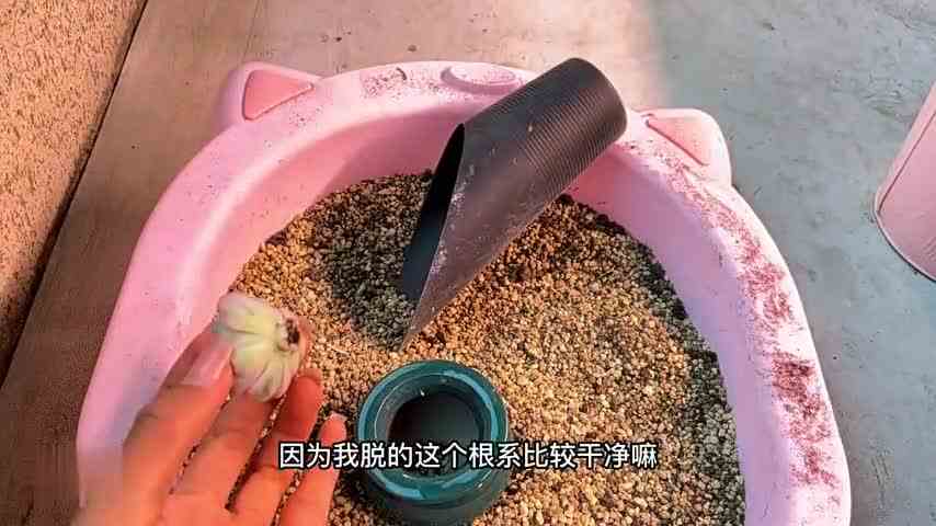 仙气飘飘姬莲锦没忍住剁手呀，小小一个单头35.8