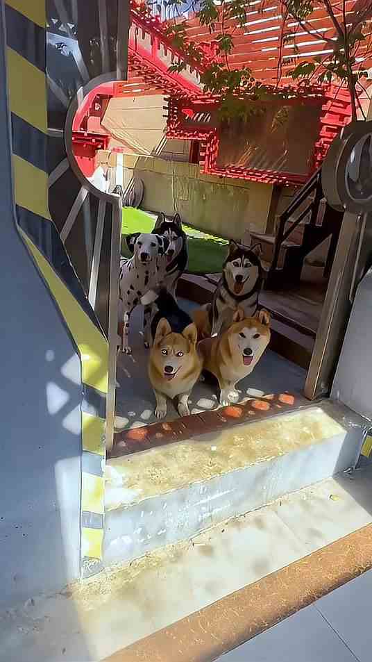 游戏天地大升级！今天带你们看看秘密基地的新伙伴！