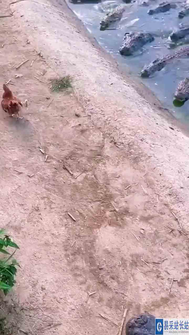 没有哪只鸡能逃出我的手掌