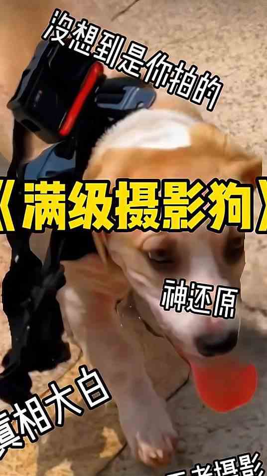 谁说我的地铁跑酷没有狗，你们不知道的是摄影师就是狗