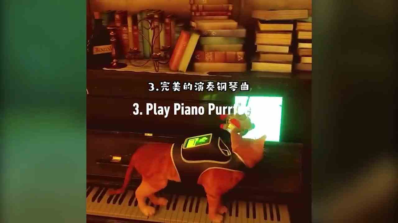 可能是目前为止蕞真实的猫咪游戏了