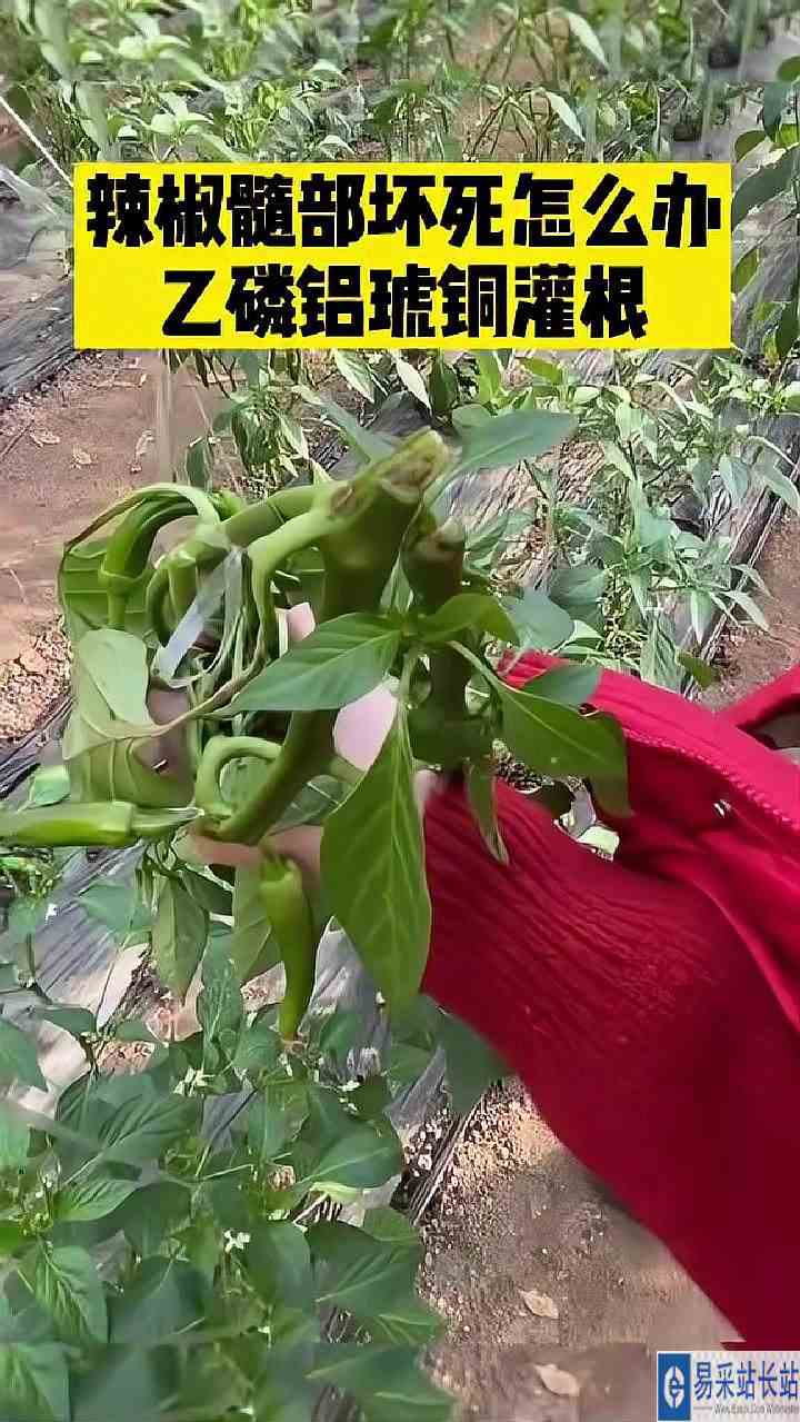 辣椒髓部坏死了怎么办！