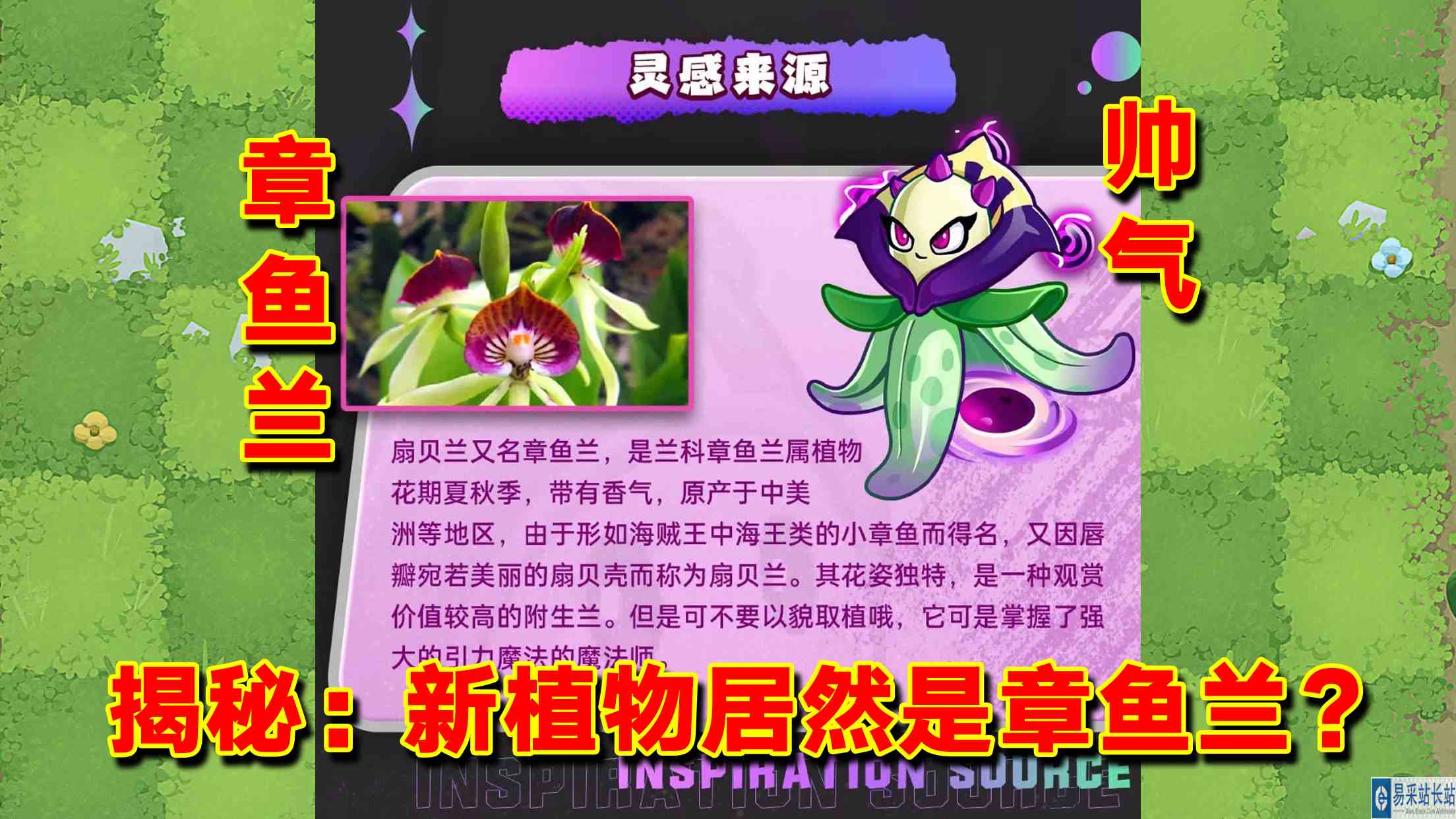 PVZ资讯：新植物名字叫“章鱼兰”？怪不得长得像章鱼！