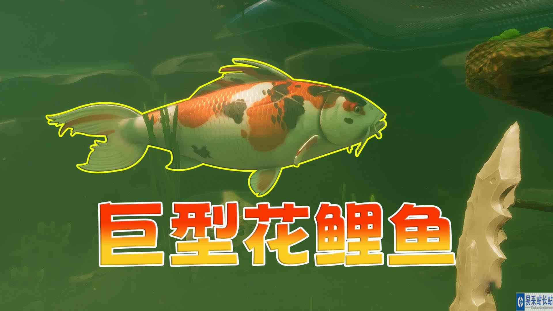 禁闭求生10：池塘中的巨无霸\-巨型花鲤鱼