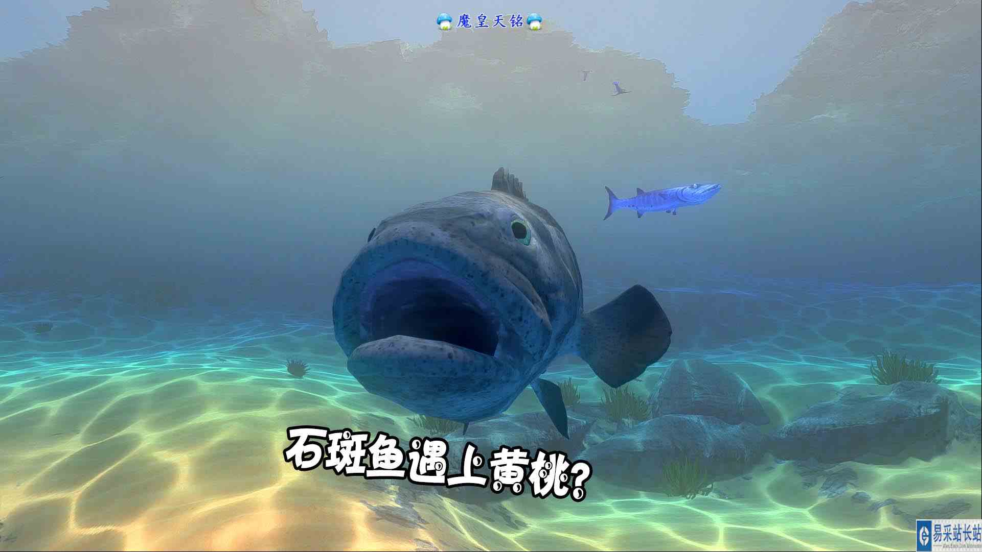 天铭 海底大猎杀 第三季 194 黄桃鱼肉蛋挞，石斑鱼遇上黄桃？#海底大猎杀#石斑鱼