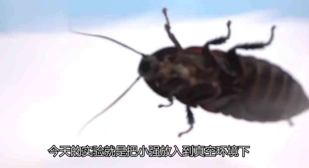 将小强放在真空环境下，会发生什么呢？小强会不会变大呢？