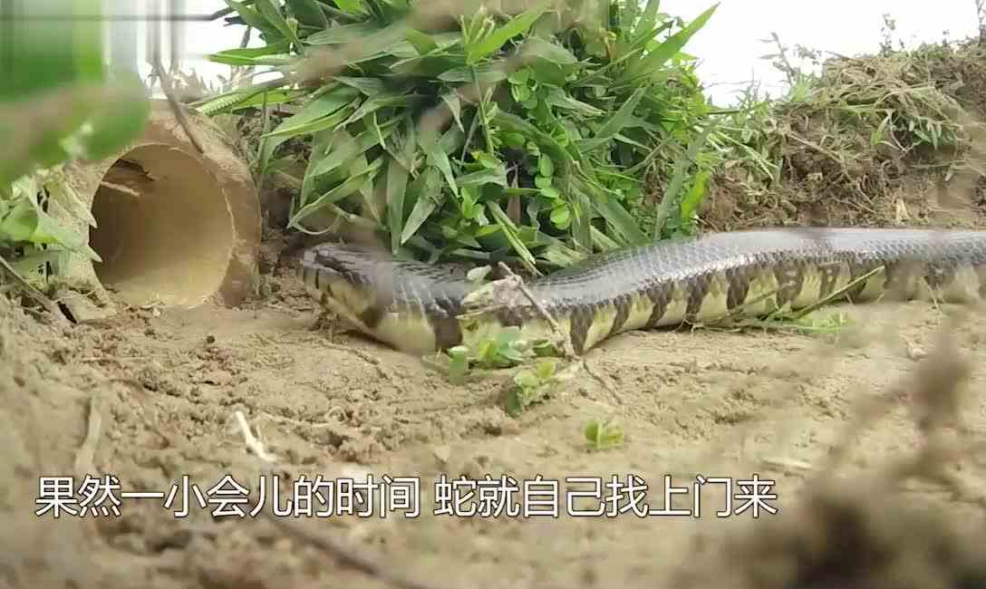 天打雷劈！难道是哪个坏蛋应誓了？再也不敢随便发誓了