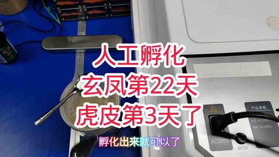 人工孵化：玄凤第22天，虎皮第3天！