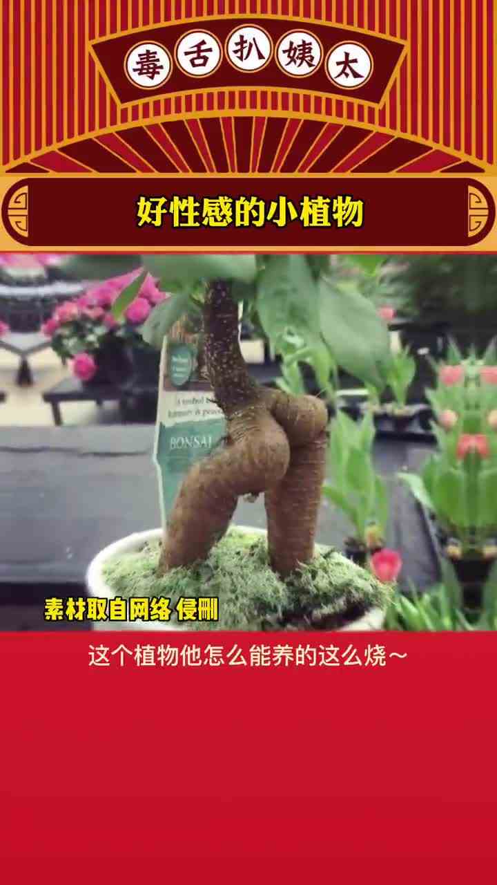 哈哈哈哈有点烧烧哈哈哈哈#好性感的小植物 #娱乐评论大赏