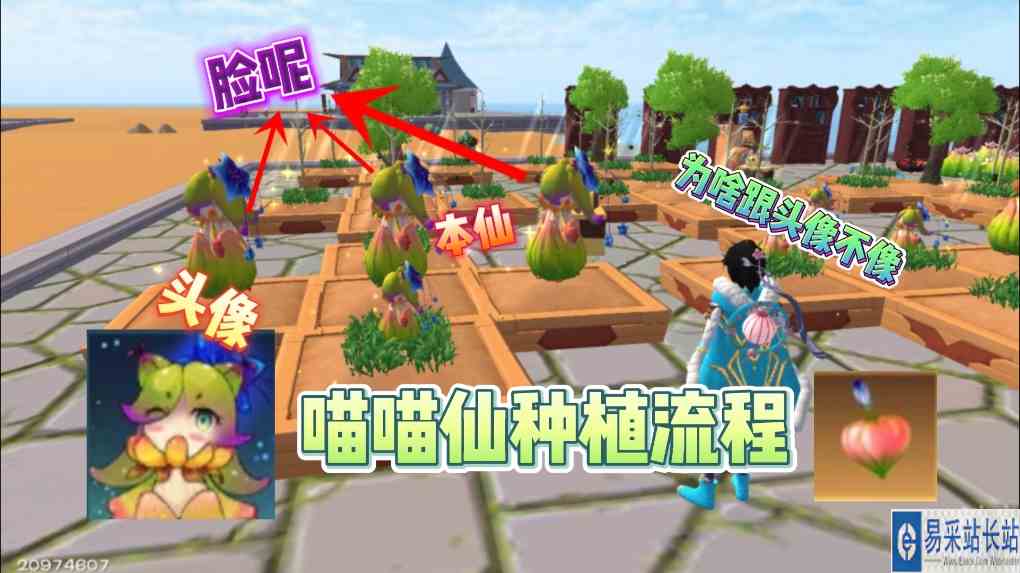 #创造与魔法 星川解说：创造与魔法喵喵仙种植流程为啥跟头像不像呢脸呢！