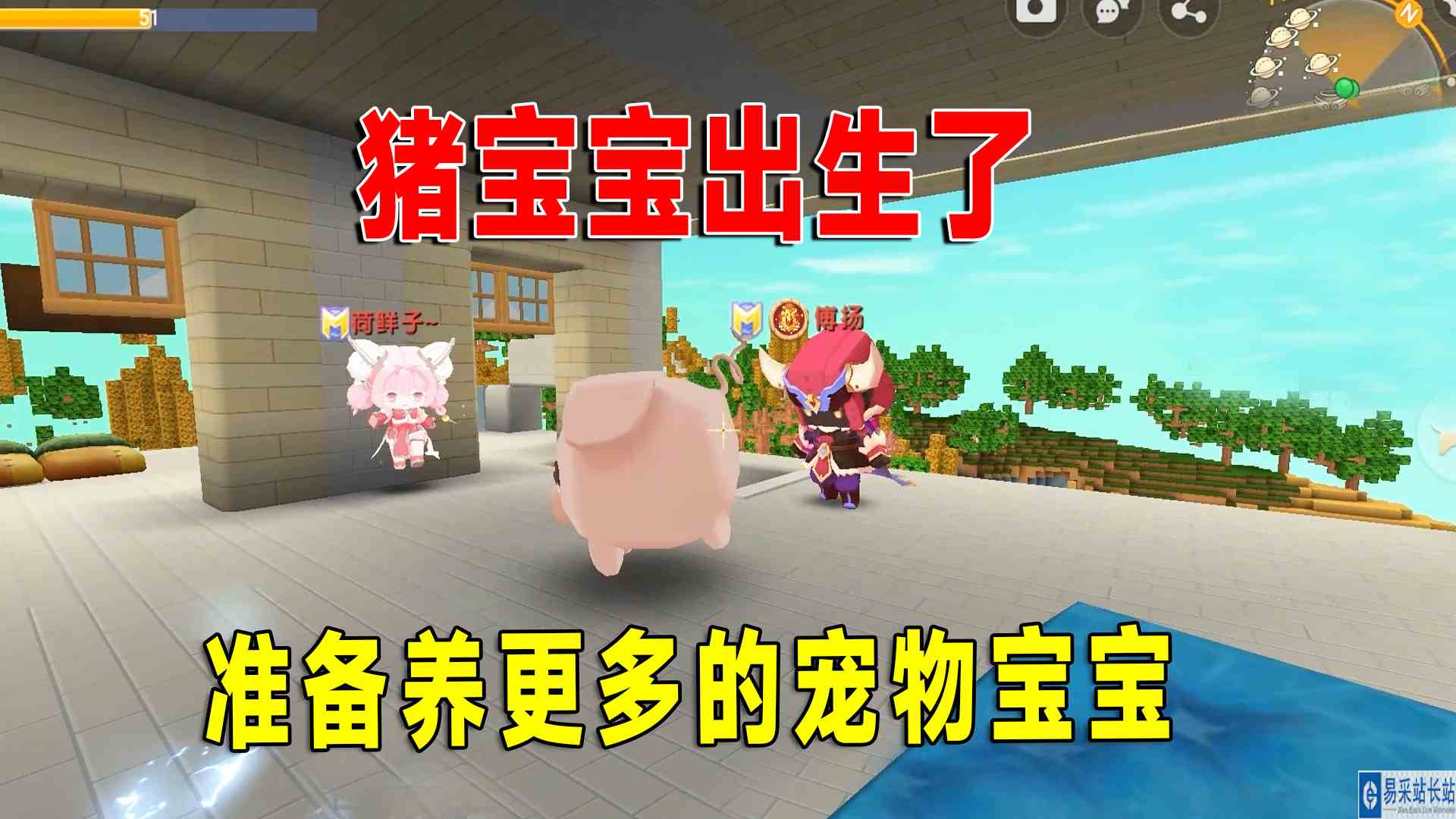 迷你世界：带粉生存30，猪宝宝出生了，八哥准备在家园养一群宠物#迷你世界