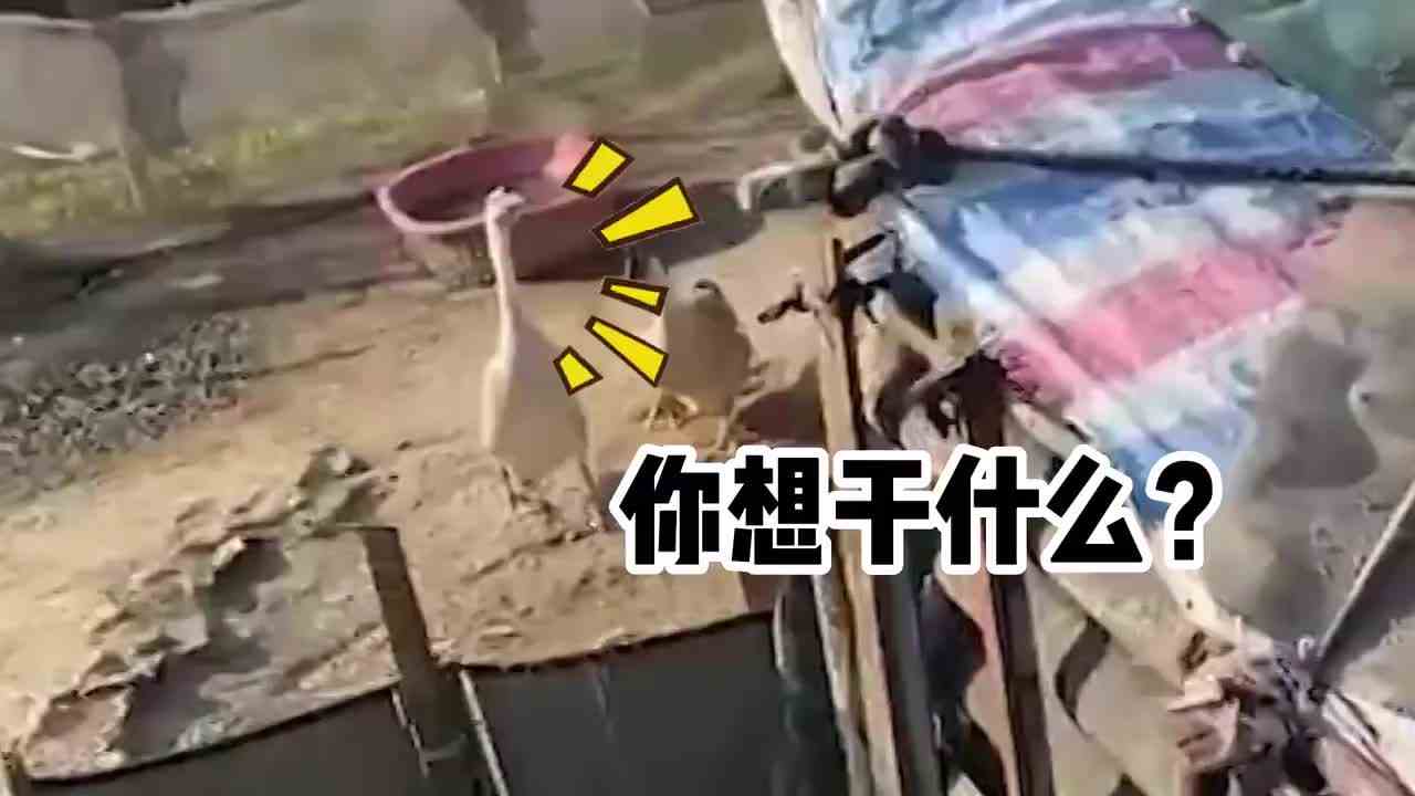 迷你世界：搬砖建房子吃不饱饭，跑去当农夫摘橘子？