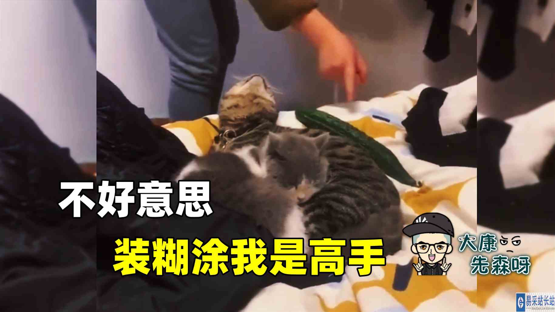 想坑我？那不好意思，装糊涂我是高手