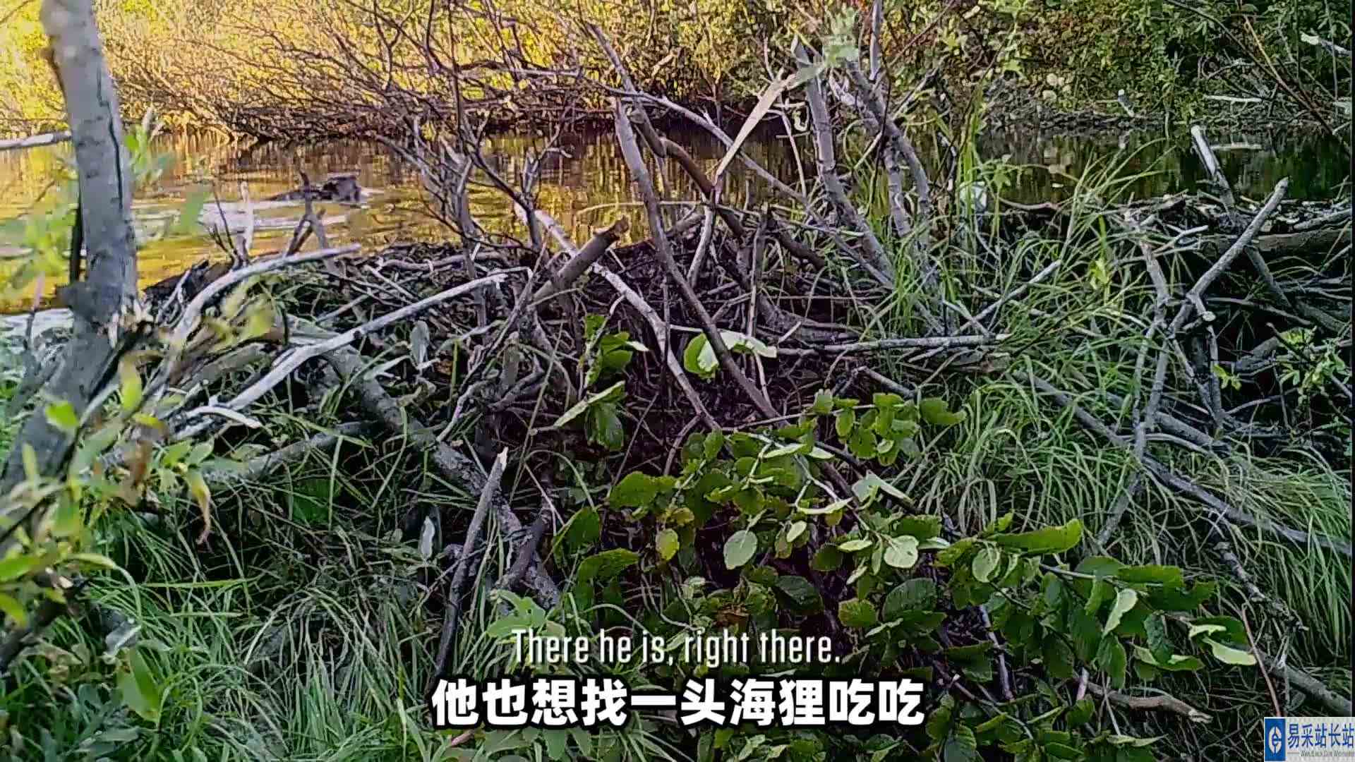 挑战荒岛生存100天,大神百发百中,单挑500斤黑熊