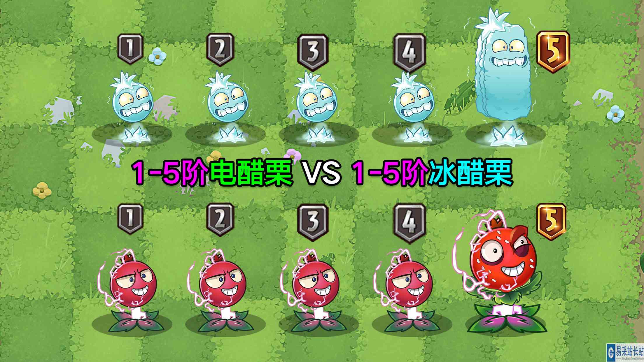 1\-5阶电醋栗VS1\-5阶冰醋栗！有输有赢，十分精彩！