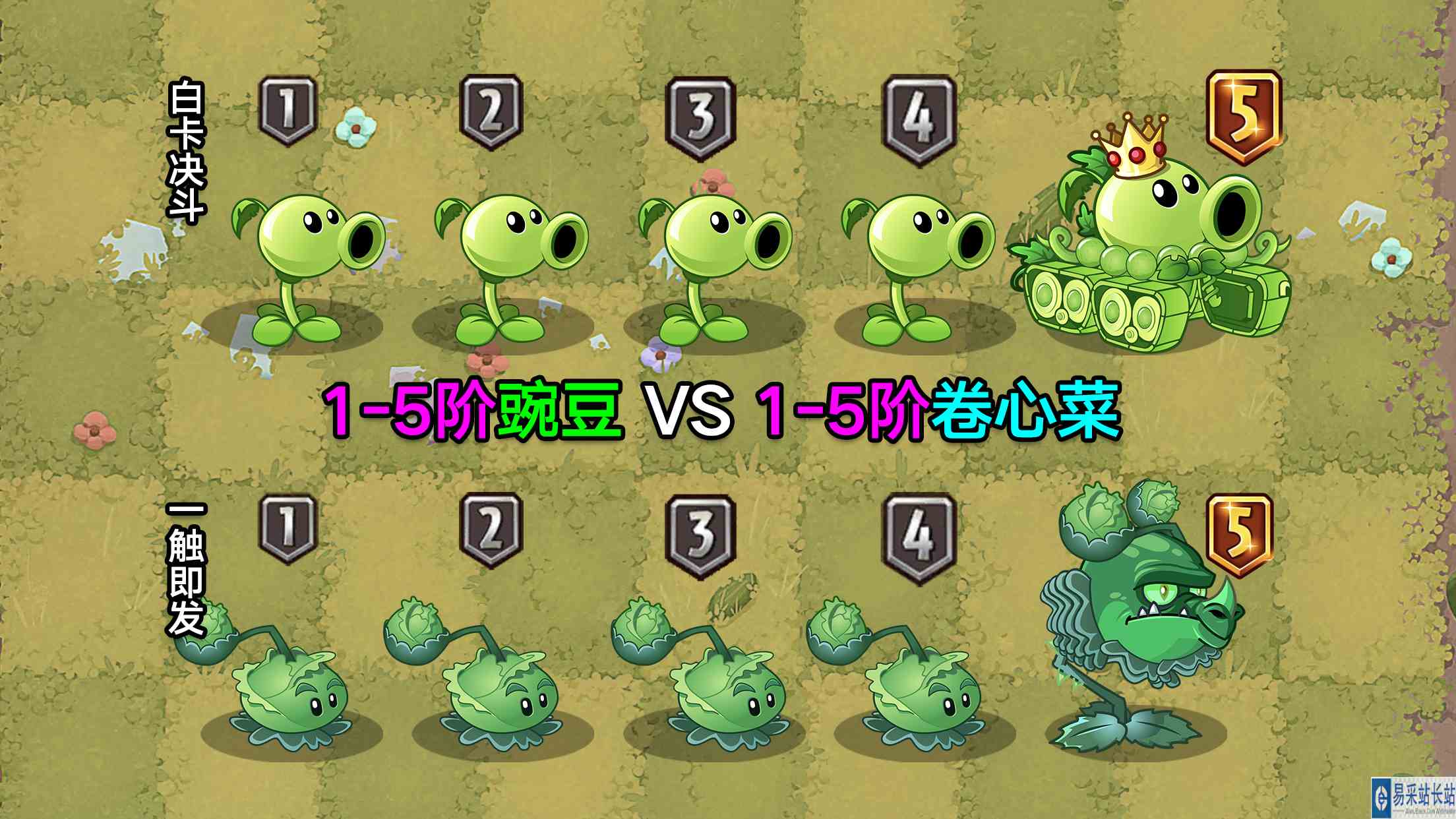 1\-5阶豌豆射手VS1\-5阶卷心菜投手！都是5阶质变，谁会赢？