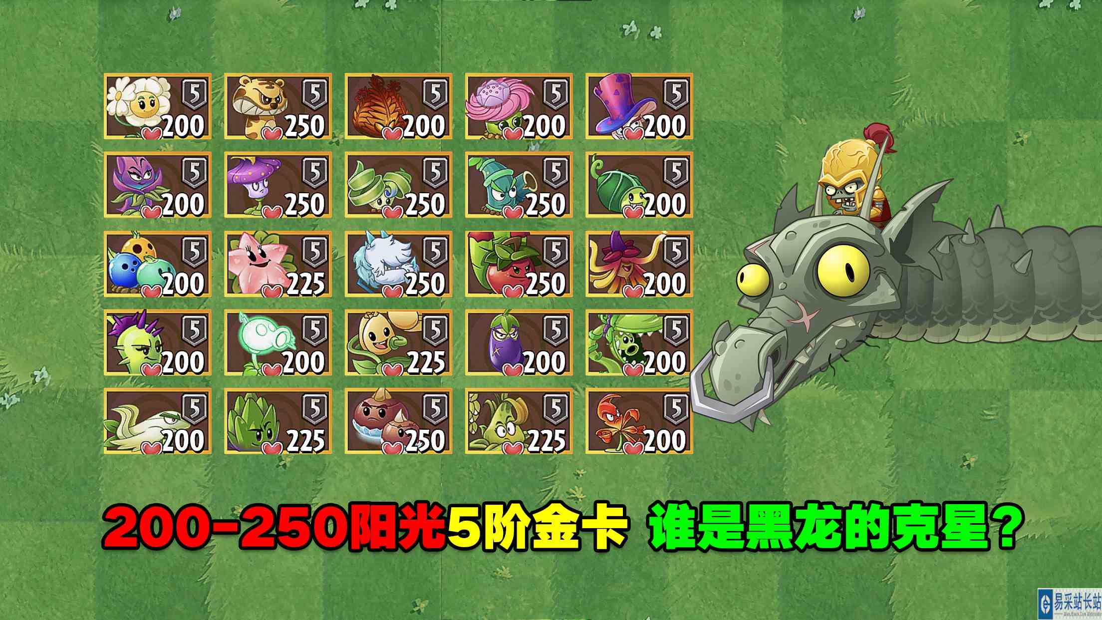 庄先森解说：200\-250阳光的5阶金卡，谁是黑龙的克星？