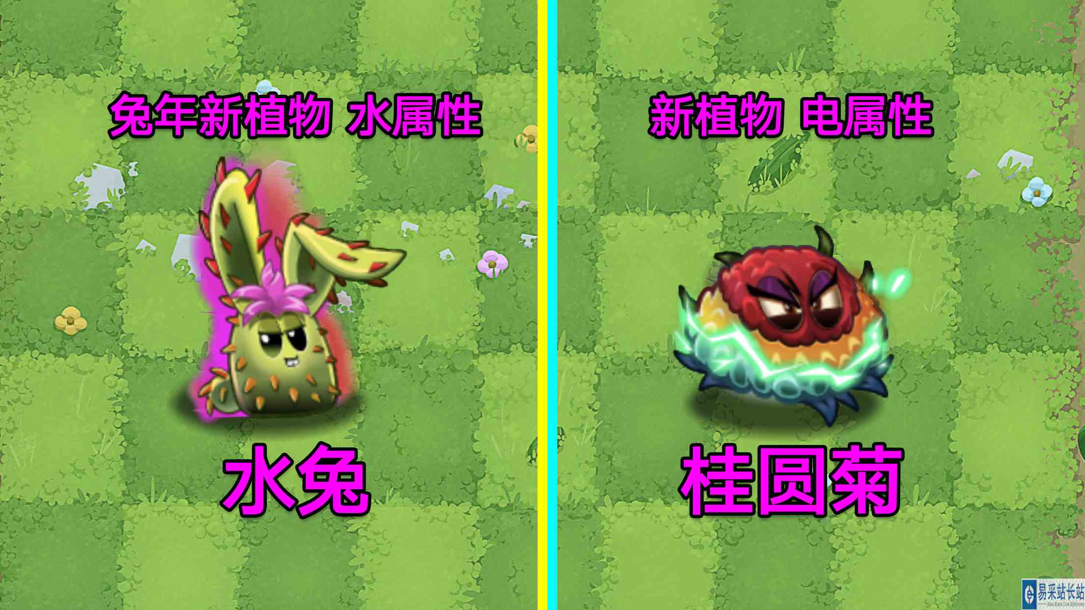 PVZ资讯：两株新植物，水兔子和桂圆菊！拓维：拿来吧你！