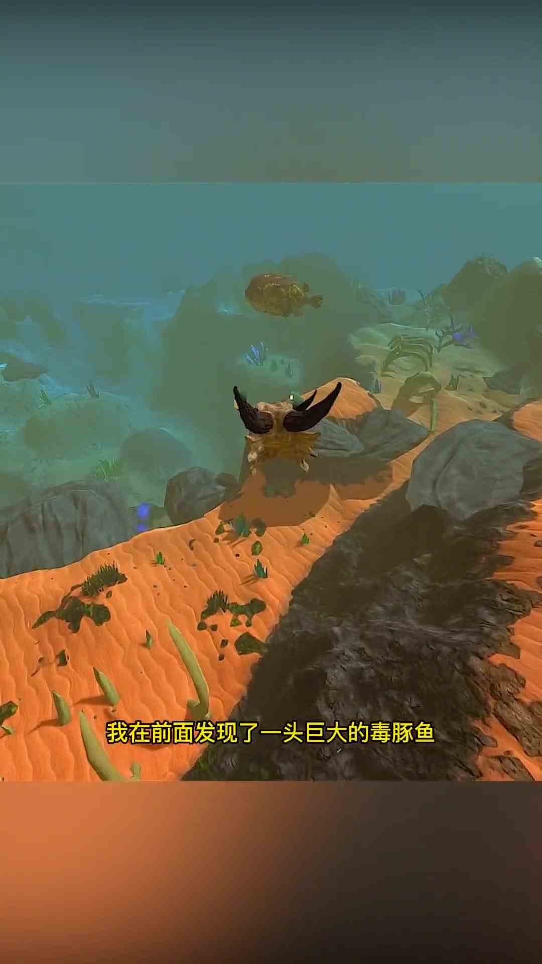 几经辗转在神秘的东海遇到了它