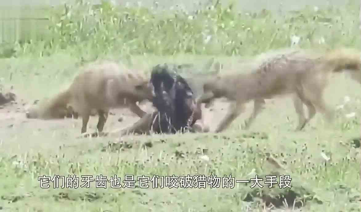 三打一还被反杀，网友：你们会不会玩？