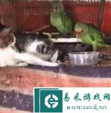 易采游戏网