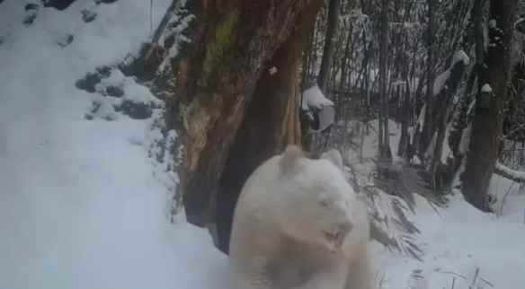全球唯一的白色大熊猫现身保护区！网友：国宝卸妆了